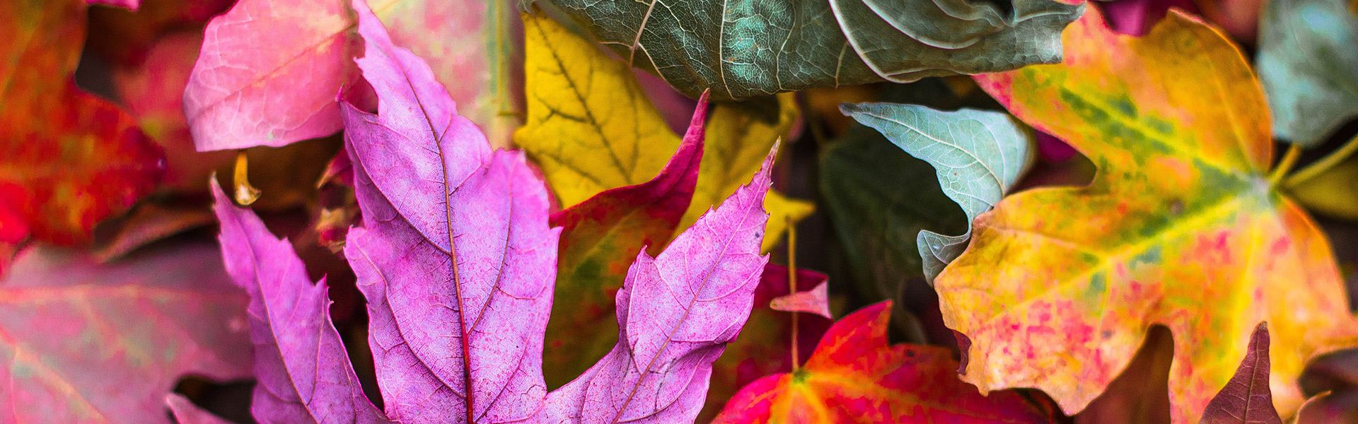 fall leaves